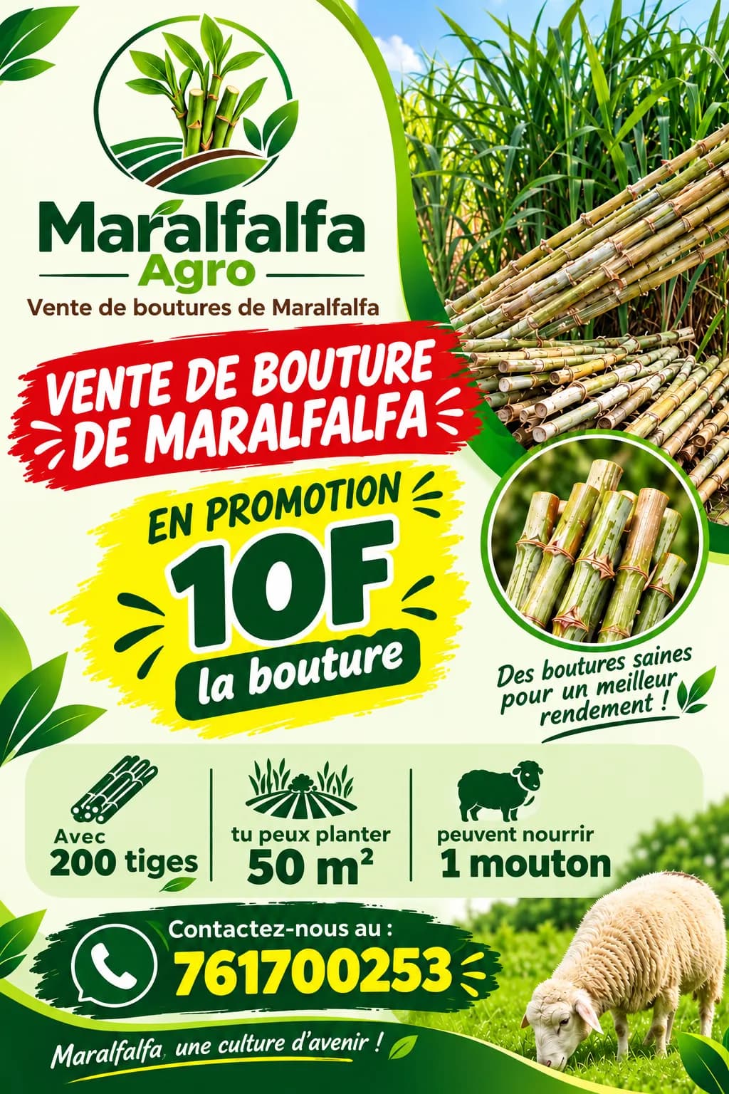 Bouture de maralfalfa a 10f — photo 2