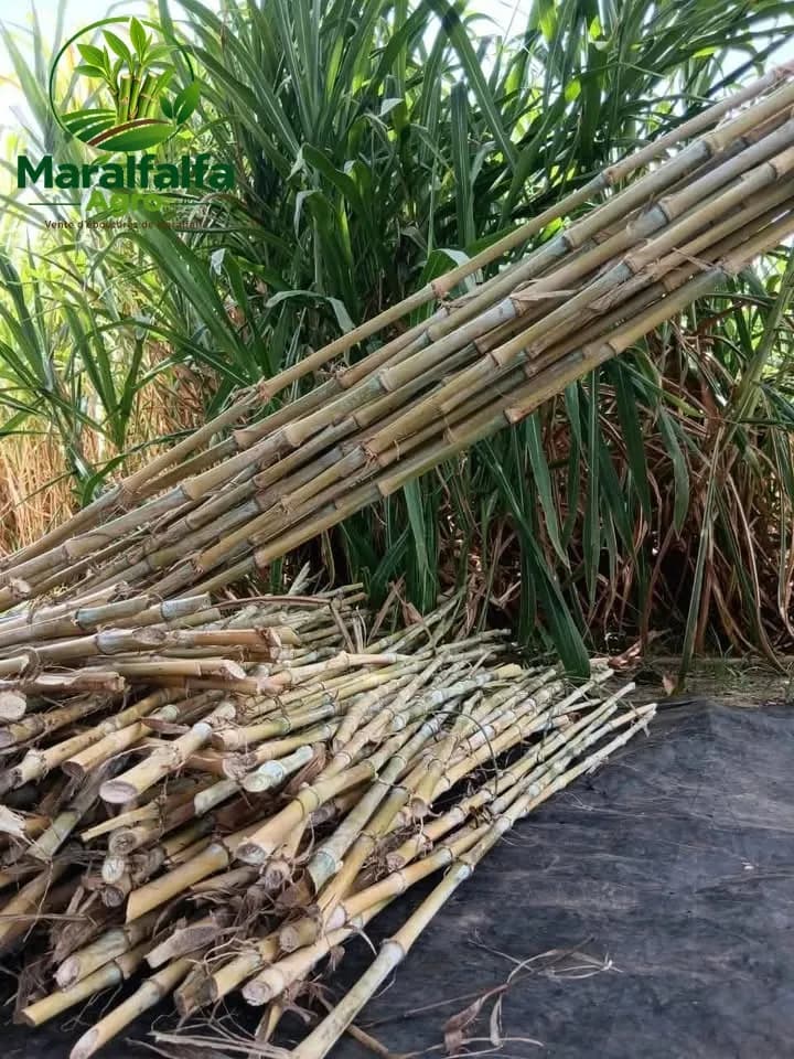 Bouture de maralfalfa a 10f — photo 3